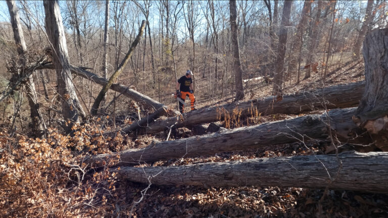 Day 599 – Sketchy Hillside Hickory Extraction