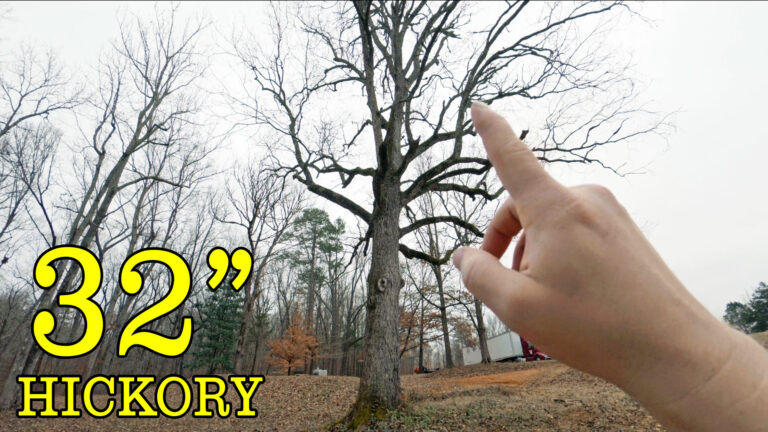 Day 628 – Taking Down a 32″ Full Top Hickory