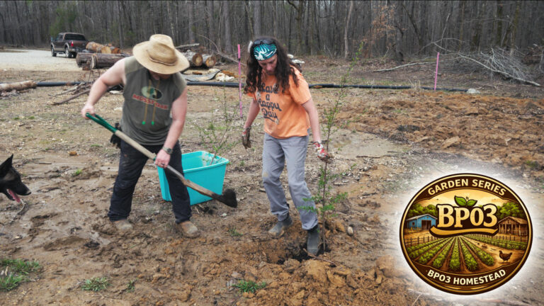 Day 701 – Chicken Run Plum Trees | Homestead Garden, Part 2